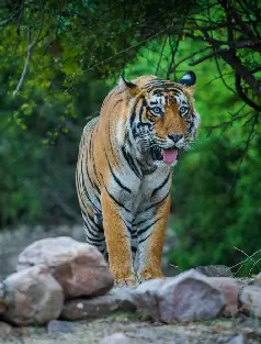 Tadoba - The Land of Tiger Tour