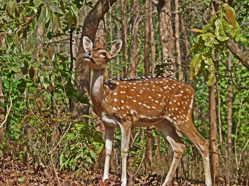 Nagzira Wildlife Sanctuary 