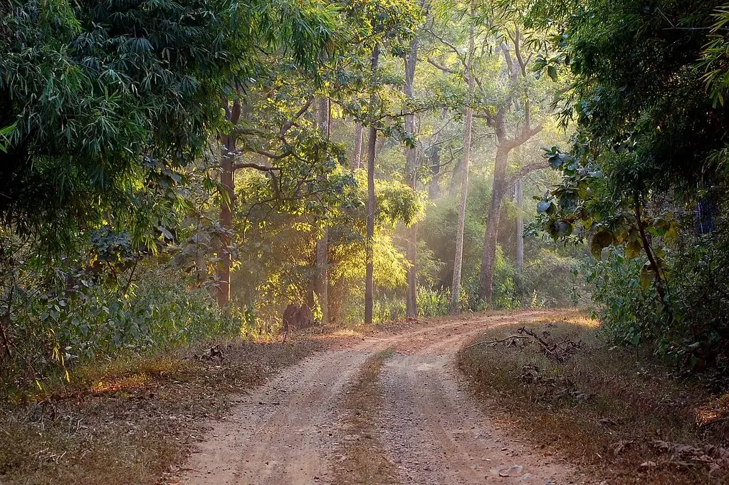 Nagzira Wildlife Sanctuary 