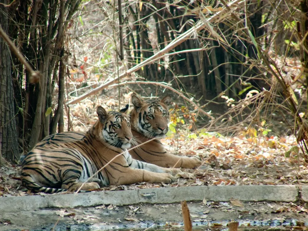 Nagzira Wildlife Sanctuary
