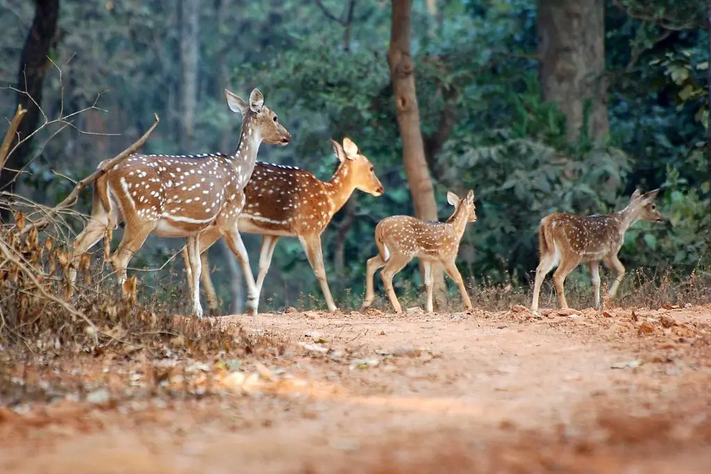 Nagzira Wildlife Sanctuary
