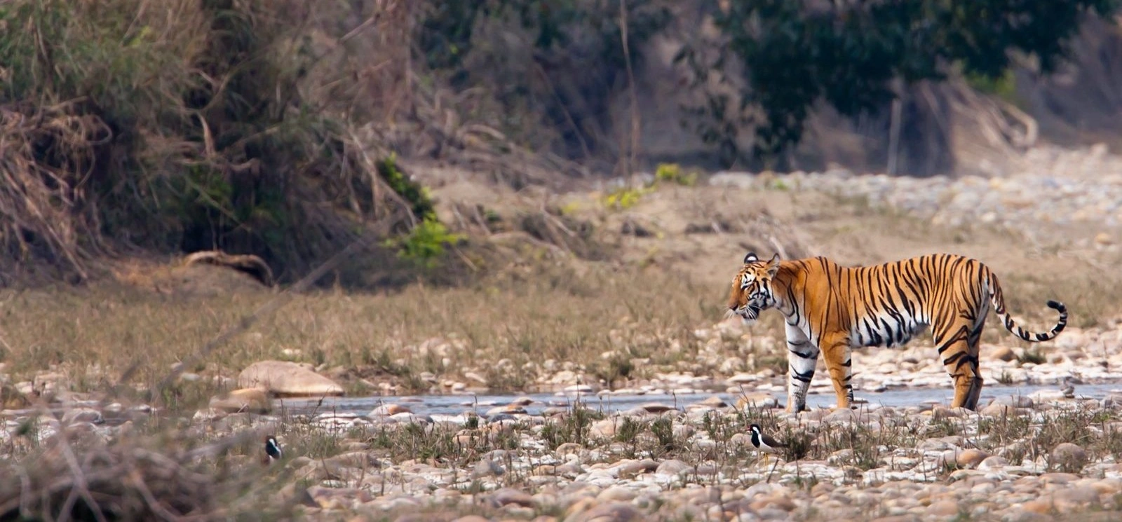 Nagzira Wildlife Sanctuary