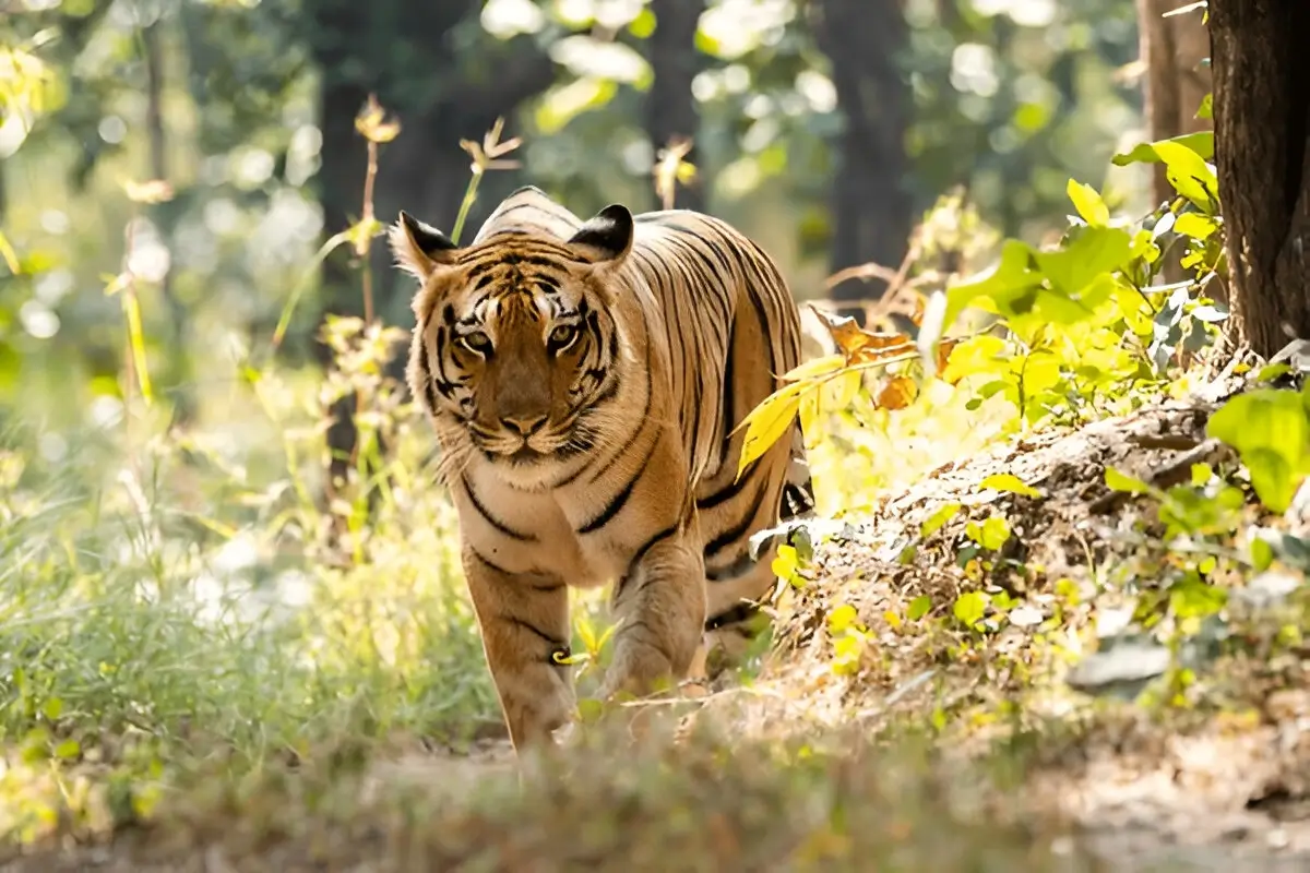 Tadoba - Nagzira and Pench National Park