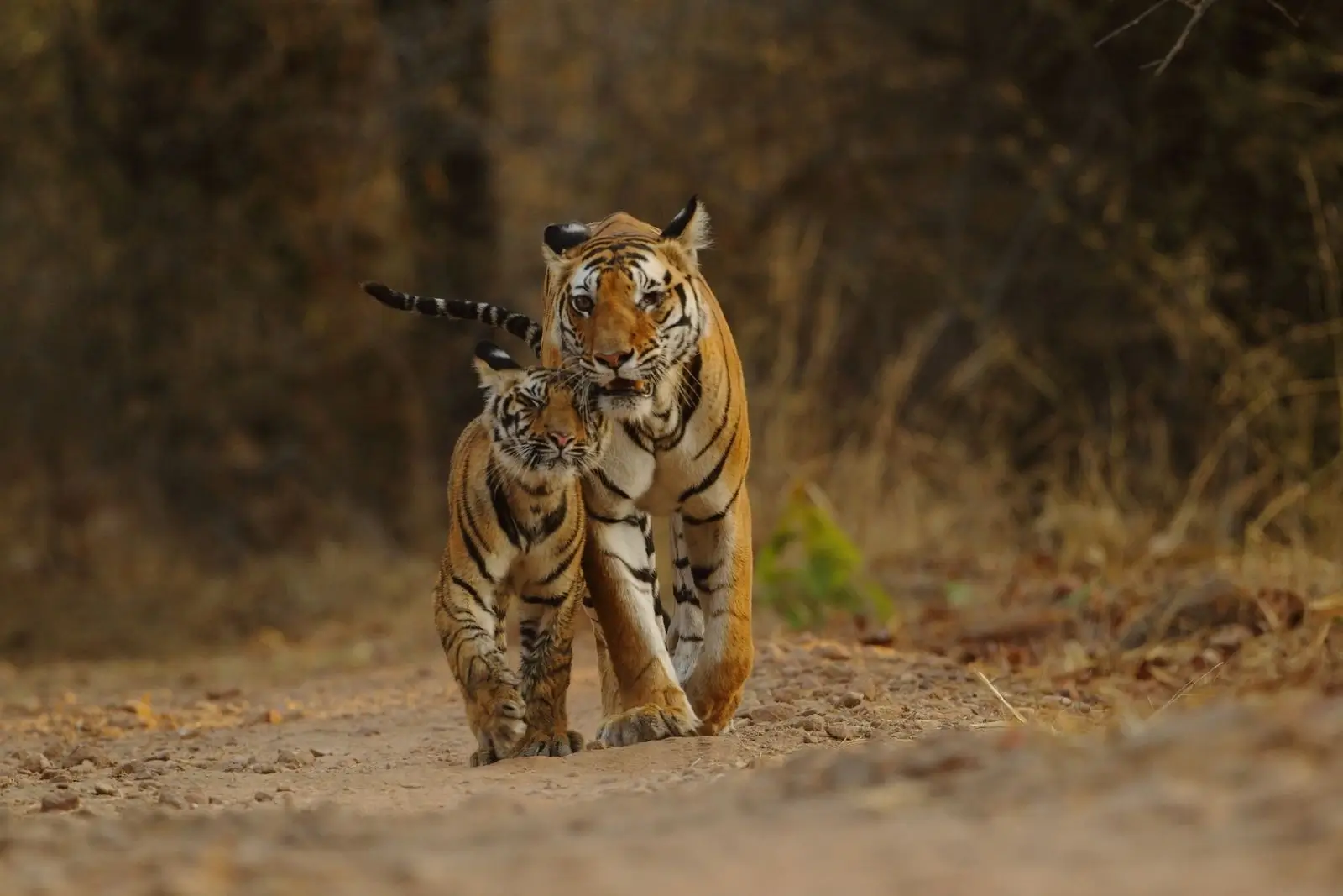 Tadoba Tour with Nagzira National Park