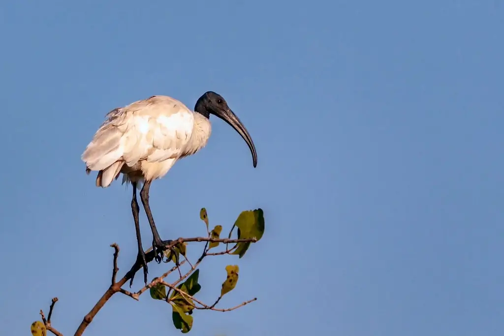 Salim Ali Bird Sanctuary