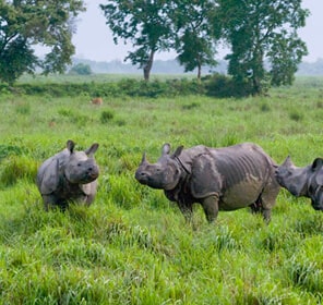 Manipur Wildlife Tourism | Wildlife Sanctuaries & National Parks in Manipur