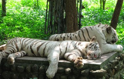 Odisha Wildlife Tourism | Famous National Parks and Wildlife Sanctuaries
