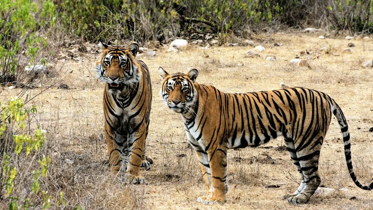Rajasthan Wildlife Tours