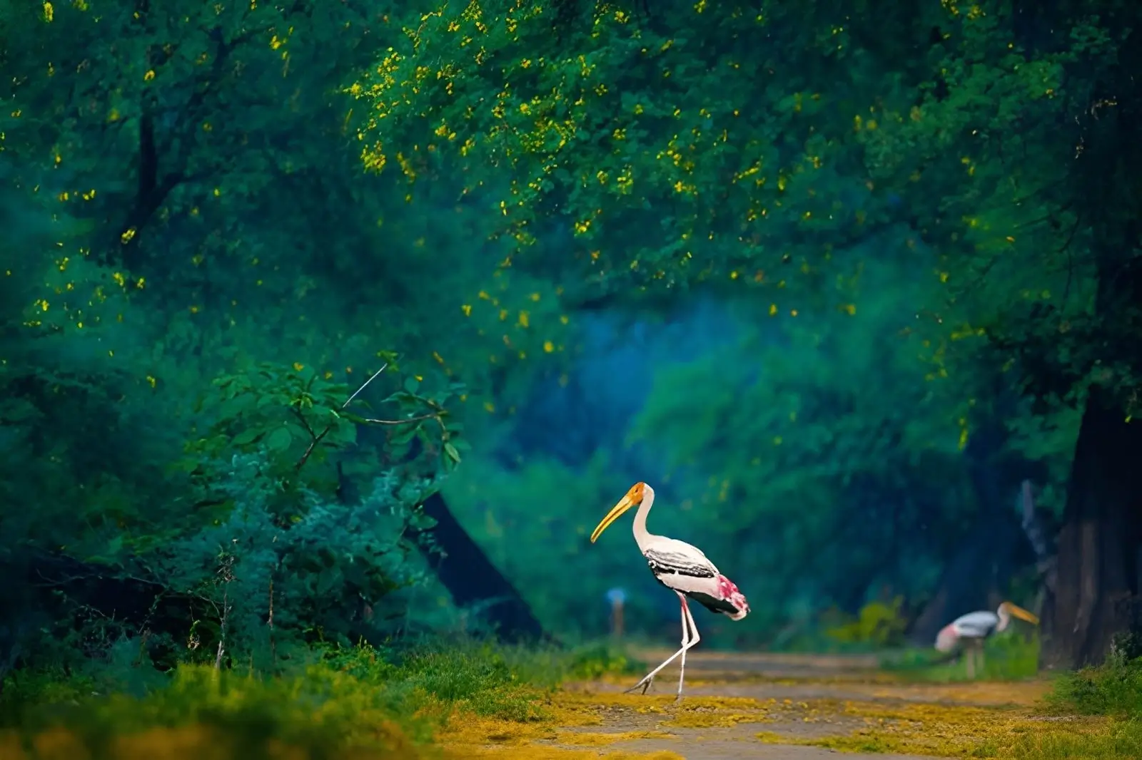 Keoladeo National Park - Bharatpur, Rajastahn