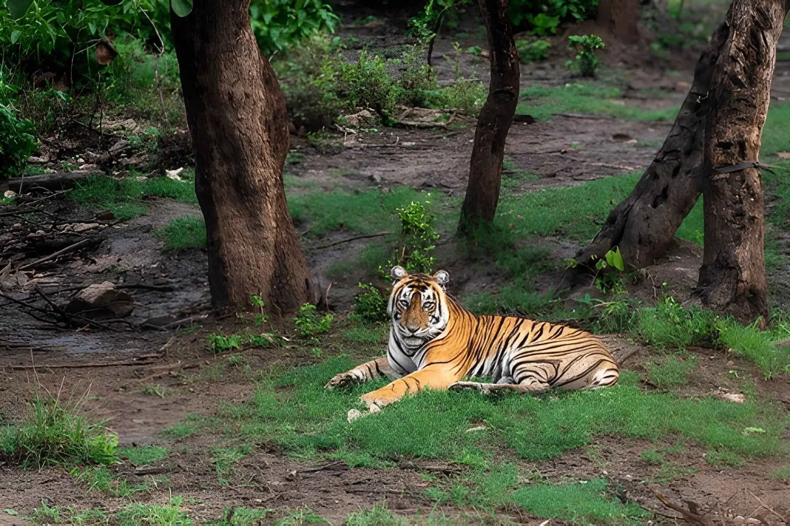 Sariska Tiger Reserve - Alwar Rajasthan