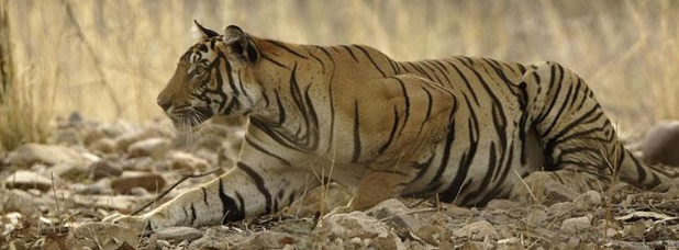 North & Central India Tiger Tour