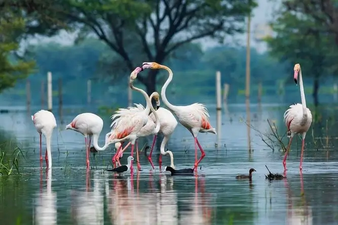 Keoladeo Ghana National Park - Bharatpur, Rajasthan