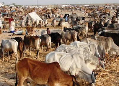 Nagaur Fair | A Guide to 2nd Largest Cattle Fair in Rajasthan | 2020 | RJ  Tourism