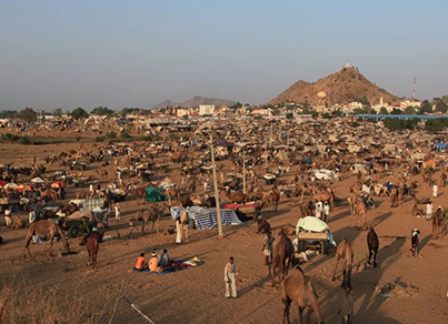 Nagaur Fair | A Guide to 2nd Largest Cattle Fair in Rajasthan | 2020 | RJ  Tourism
