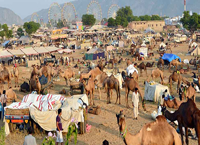 Info on Pushkar Fair Camel Fair Rajasthan | Dates 2020 | RJ Tourism