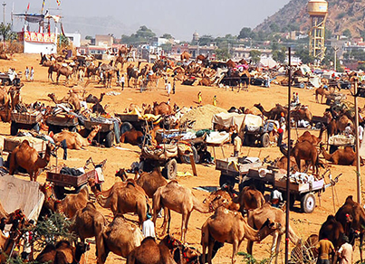 Info on Pushkar Fair Camel Fair Rajasthan | Dates 2020 | RJ Tourism