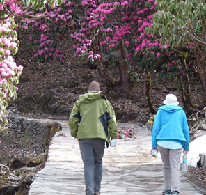 singba-rhododendron-sanctuary-trek