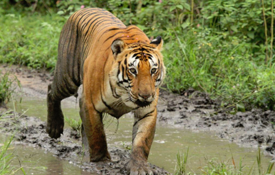 Wildlife Tourism | Popular National Park & Wildlife Sanctuaries Tamil Nadu