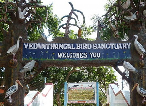 Vedanthangal Bird Sanctuary Tamil Nadu