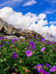 valley-flowers-trek image