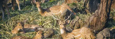 Malsi Deer Park, Uttarakhand