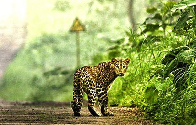 Wildlife in Uttarakhand - Popular National Parks in Uttarakhand