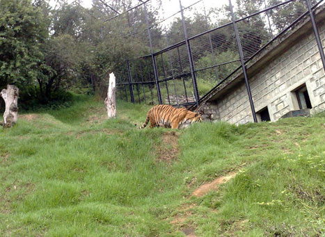Pt. . Pant High Altitude Zoo | Nainital Zoo in Nainital Uttarakhand