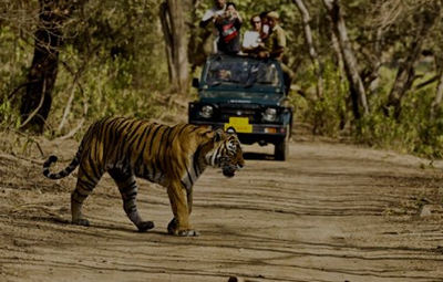 Wildlife in Uttarakhand - Popular National Parks in Uttarakhand