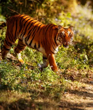 Tiger Safari Expedition India