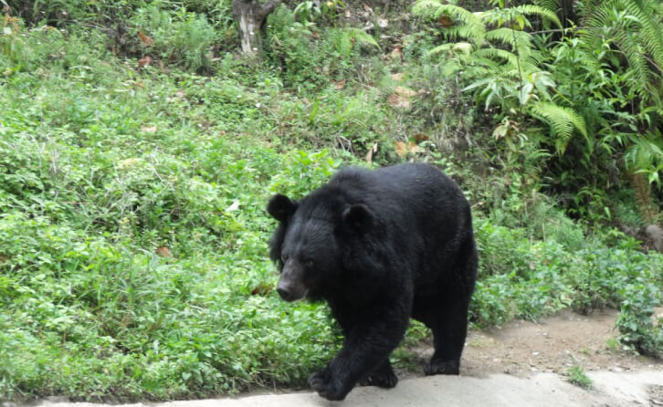 Himalayan/Indian Black Bear