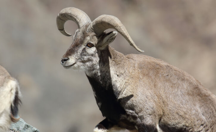 A Look at the Exotic Animals of the Himalayas.