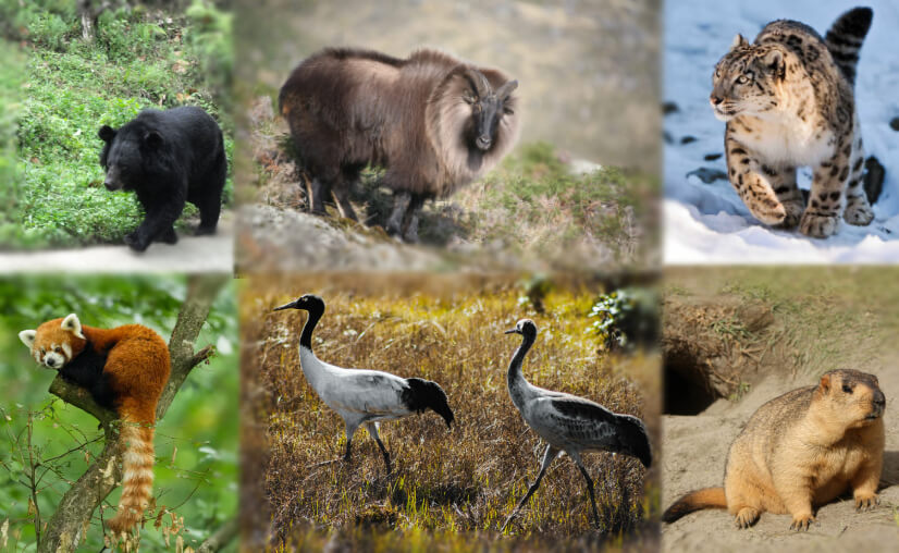 A Look at the Exotic Animals of the Himalayas.