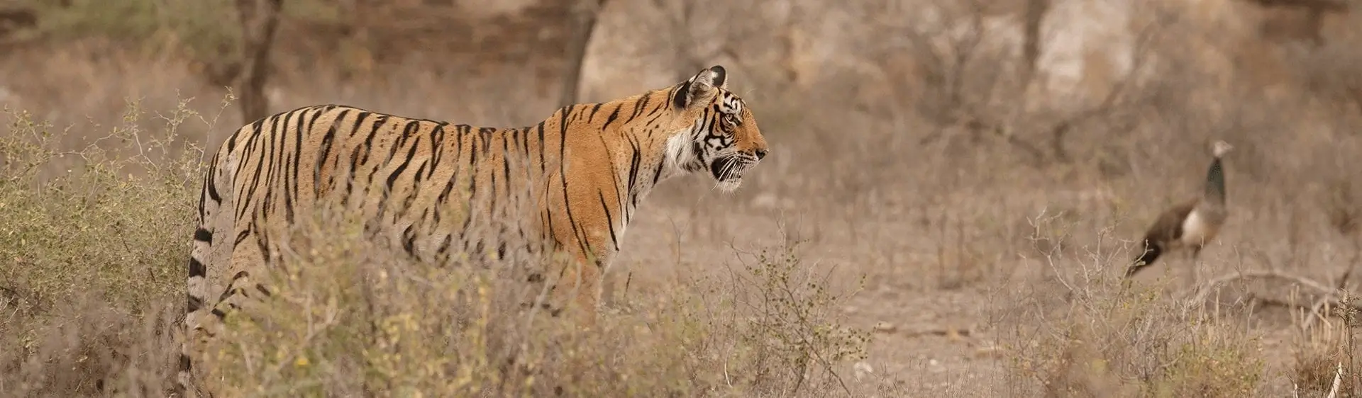 Bandhavgarh National Park 