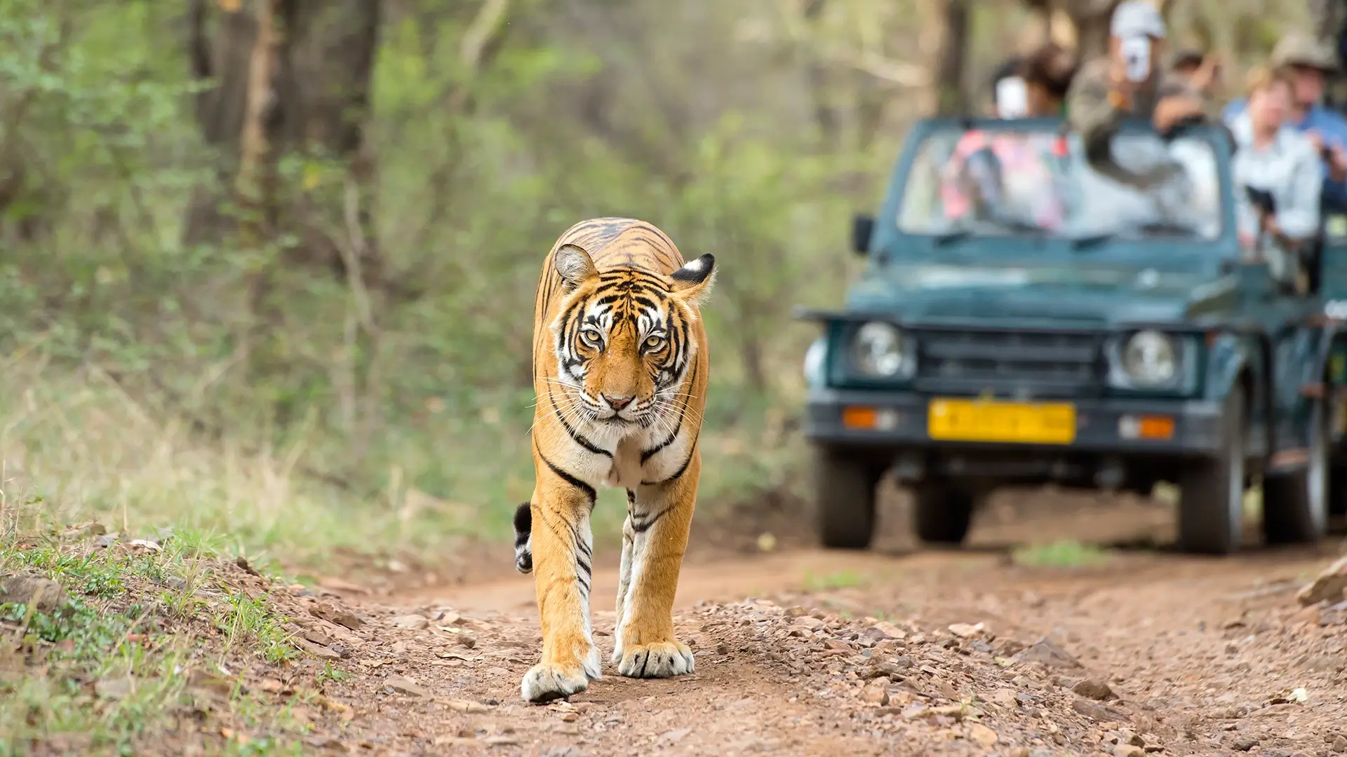 Bandhavgarh Weekend Tour