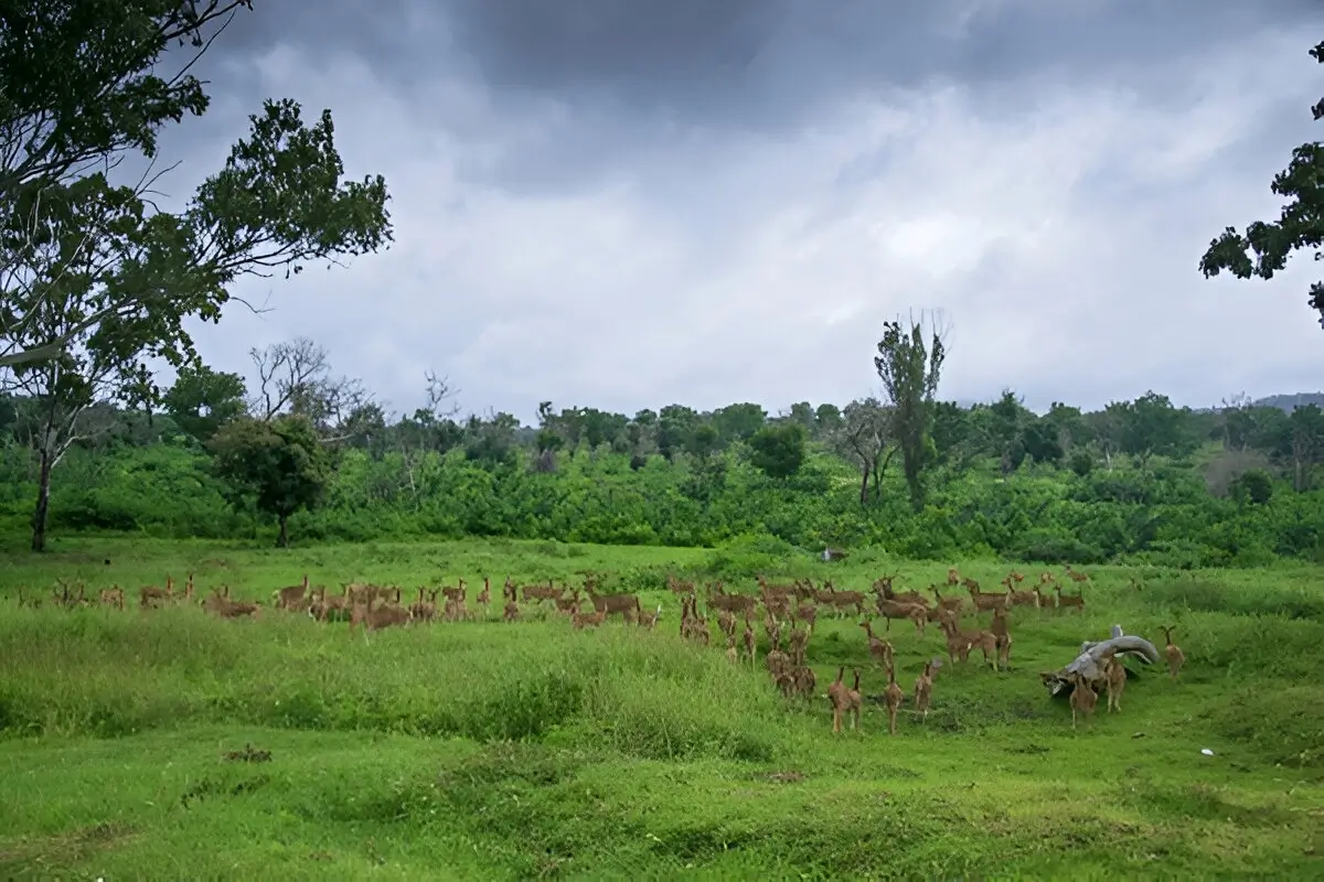 Bandipur National Park