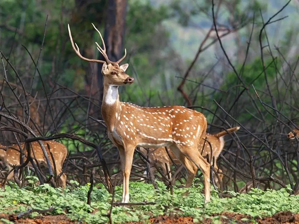 Bandipur National Park 