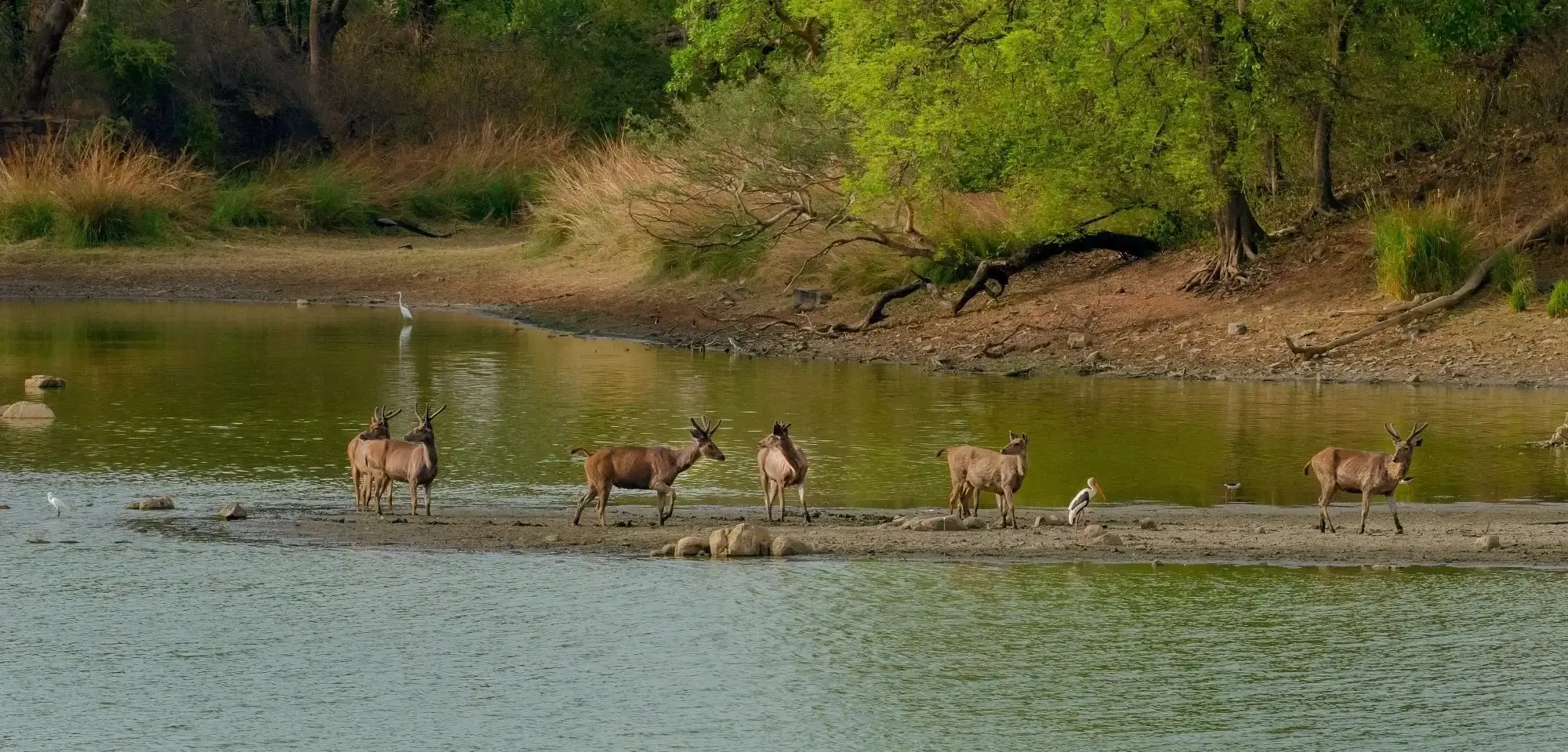 Bandipur National Park 