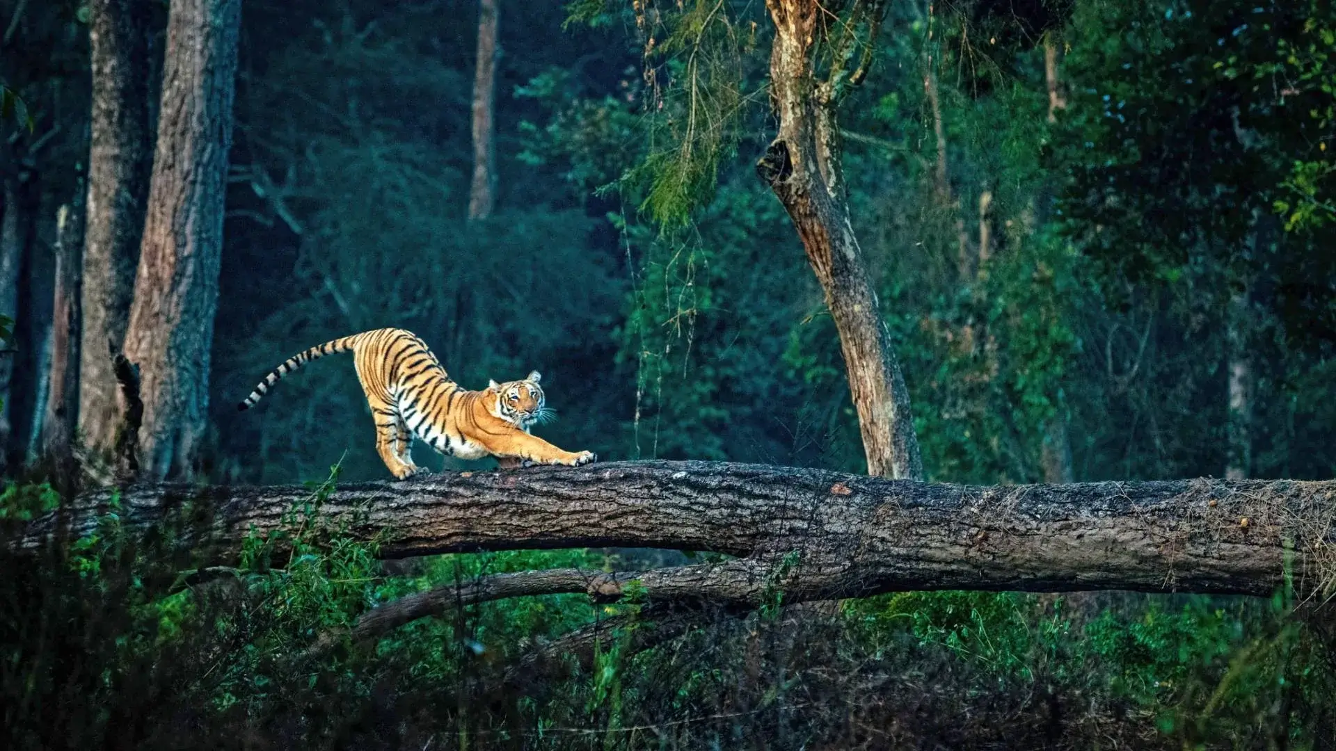 Jim Corbett National Park 