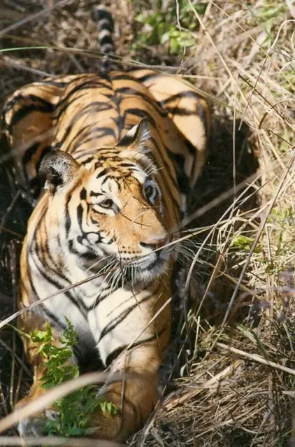 Jim Corbett Weekend Tour by Train