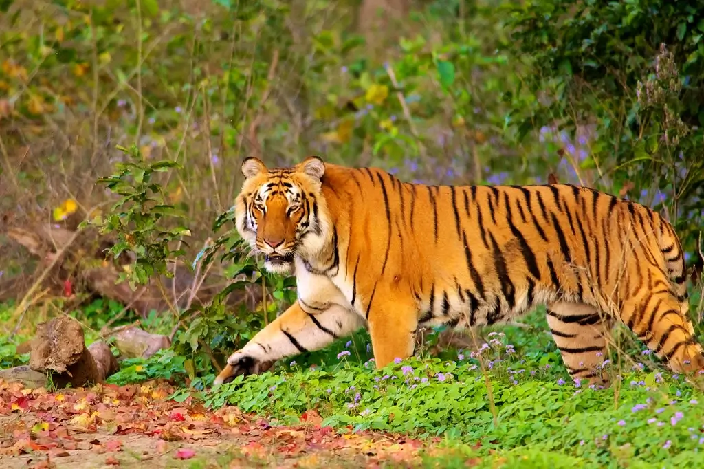 kanha national park