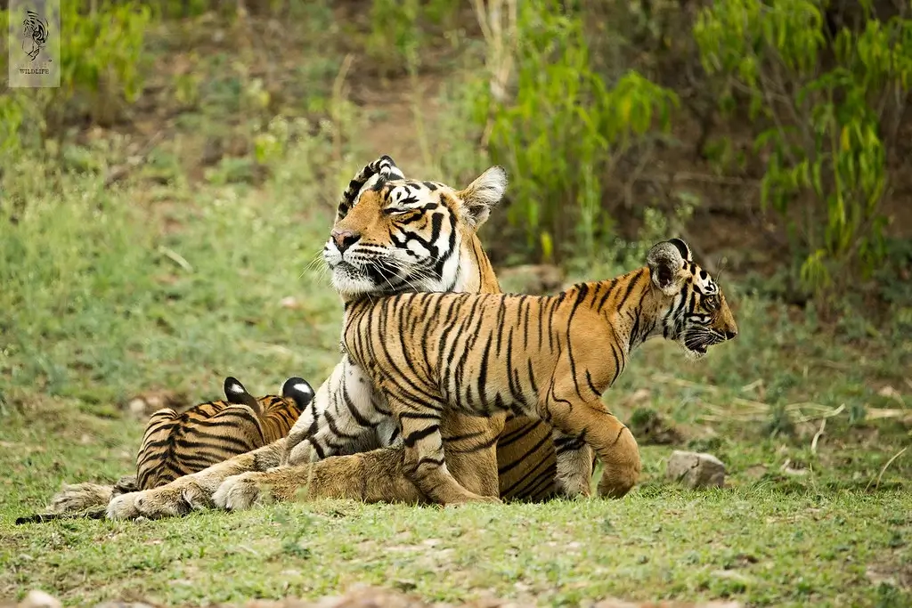 Jim Corbett Special Tour