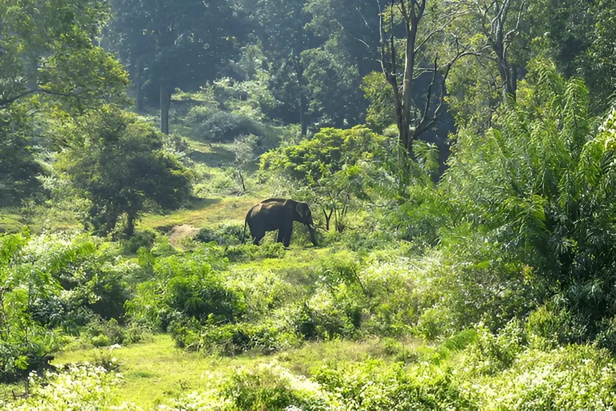 Bandipur National Park 