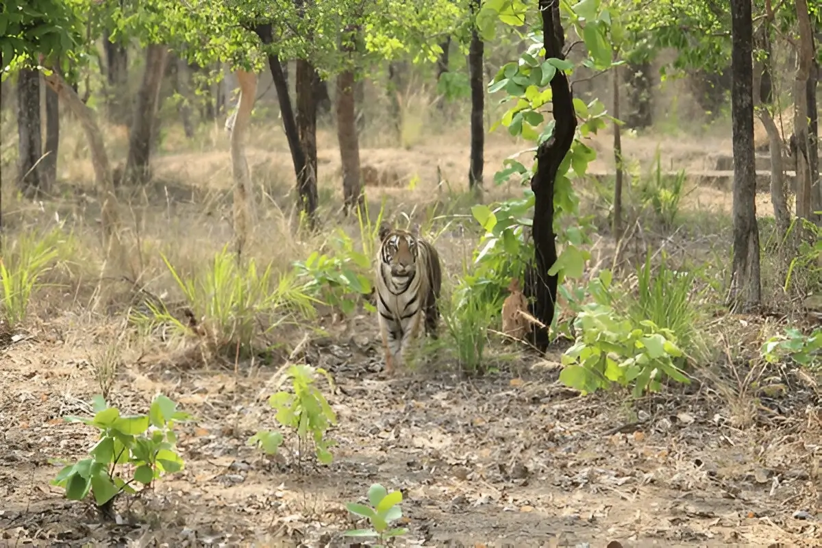Satpura National Park 