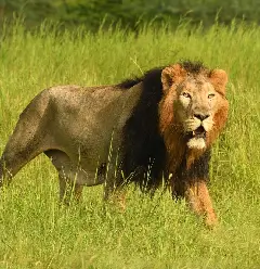 lion image 