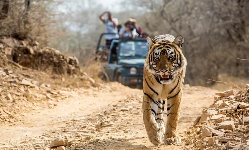 Jim Corbett National Park 