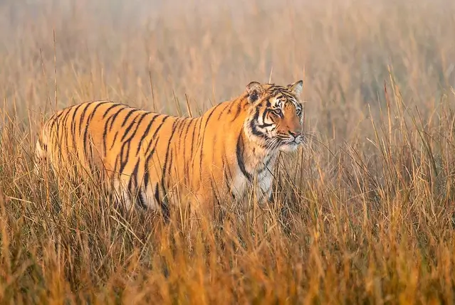 Jim Corbett Corporate Training Tour