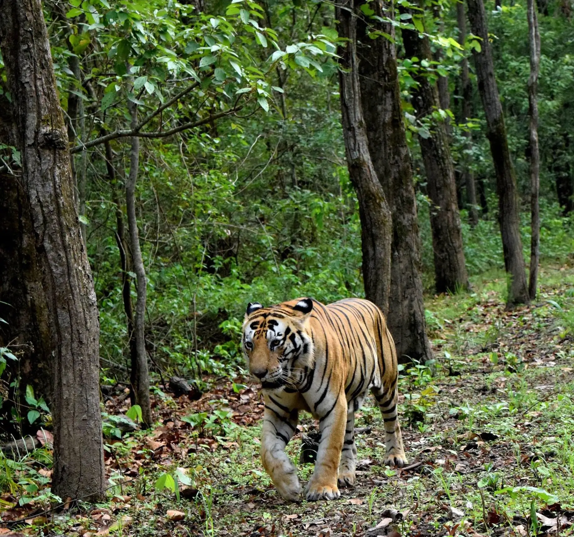 Kanha National Park