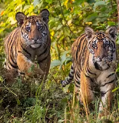tiger image 