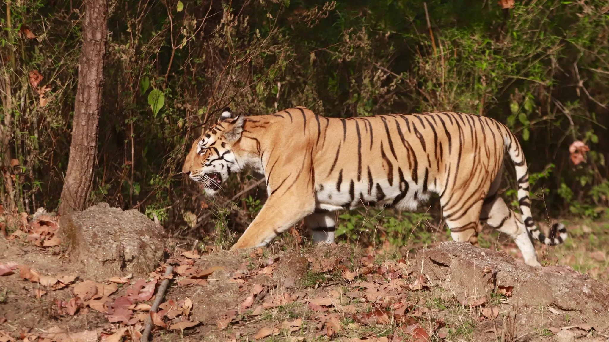 Kanha National Park 