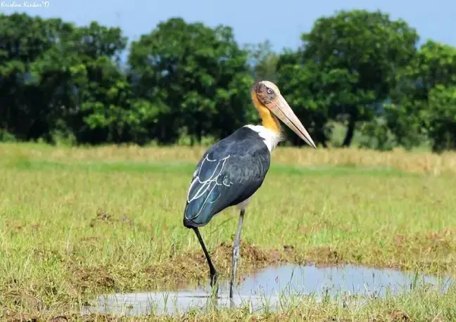 Gigantic Bird Watching Tour to North East India